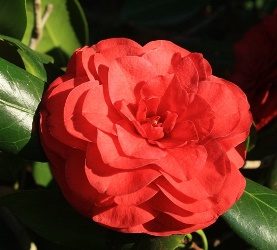 Rose Perfect Camellia, Camellia japonica 'Rose Perfect'